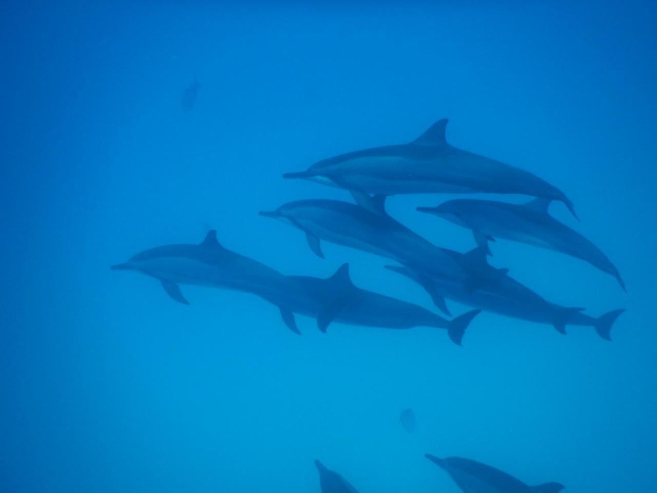 Hotel Gurus Maldives At Gulhi Island Exterior foto